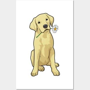 Labrador Daisy Posters and Art